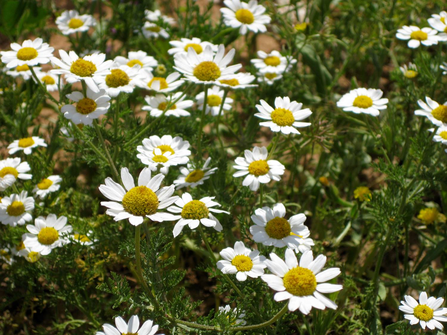 "Öknen blommar" (Fotografi)