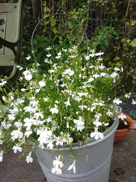 Sommarblommor i zinkhink vid parkbänken