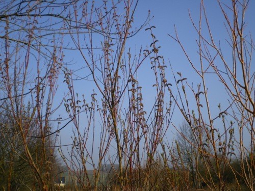 Saule discolor
