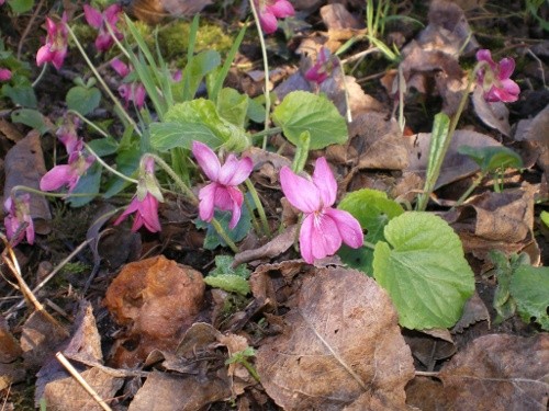 Violette odorante rose