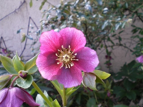 Hellébore d'orient pourpre