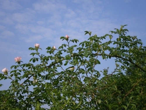 Rosier des chiens (églantier)