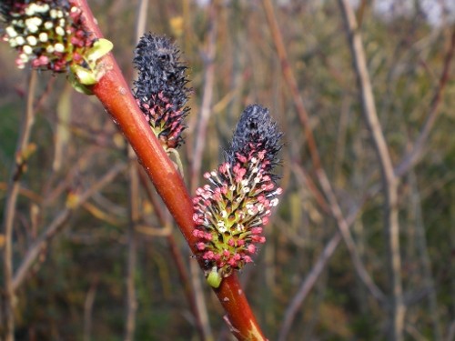 Saule - Salix daphnoïdes praecox