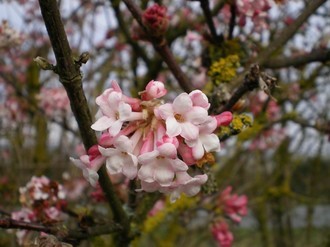 Viburnum Bodnantens