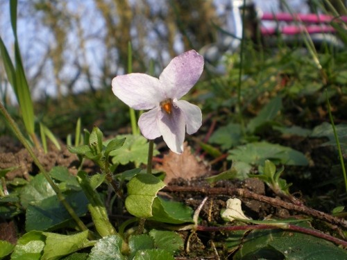 Violette odorante blanche