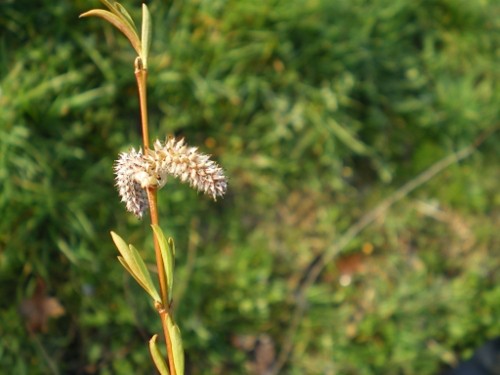 Saule discolor en chatons