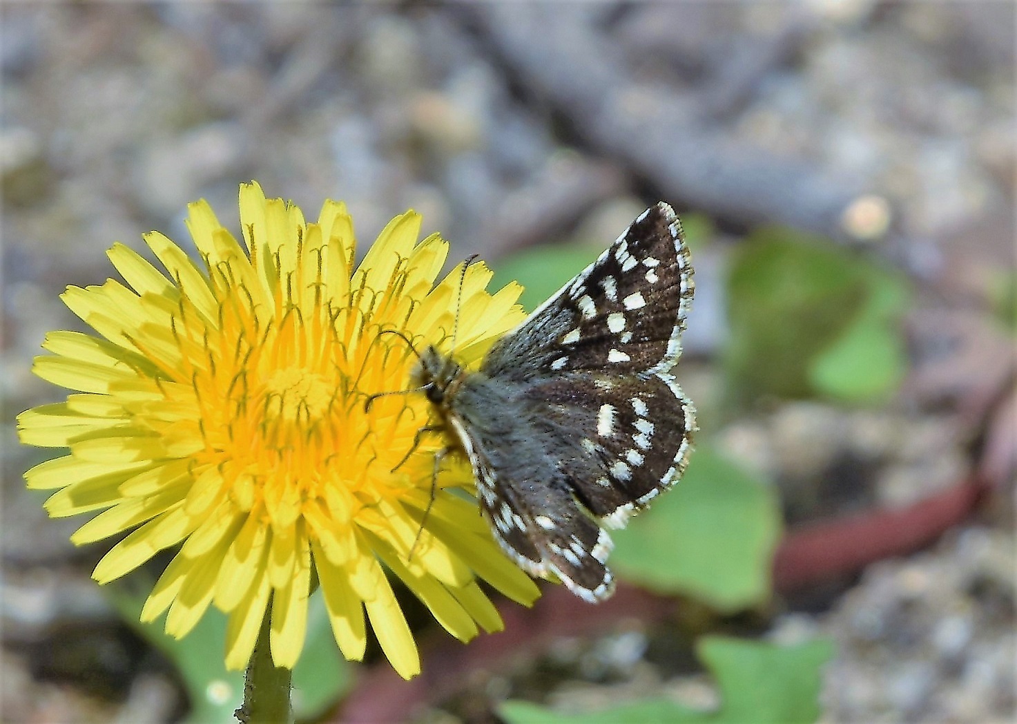 蝶標本｠山梨県産 チャマダラセセリ 2♂ （表＆裏展翅） チャ
