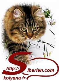 Chatterie KOLYANA élevage chats sibériens