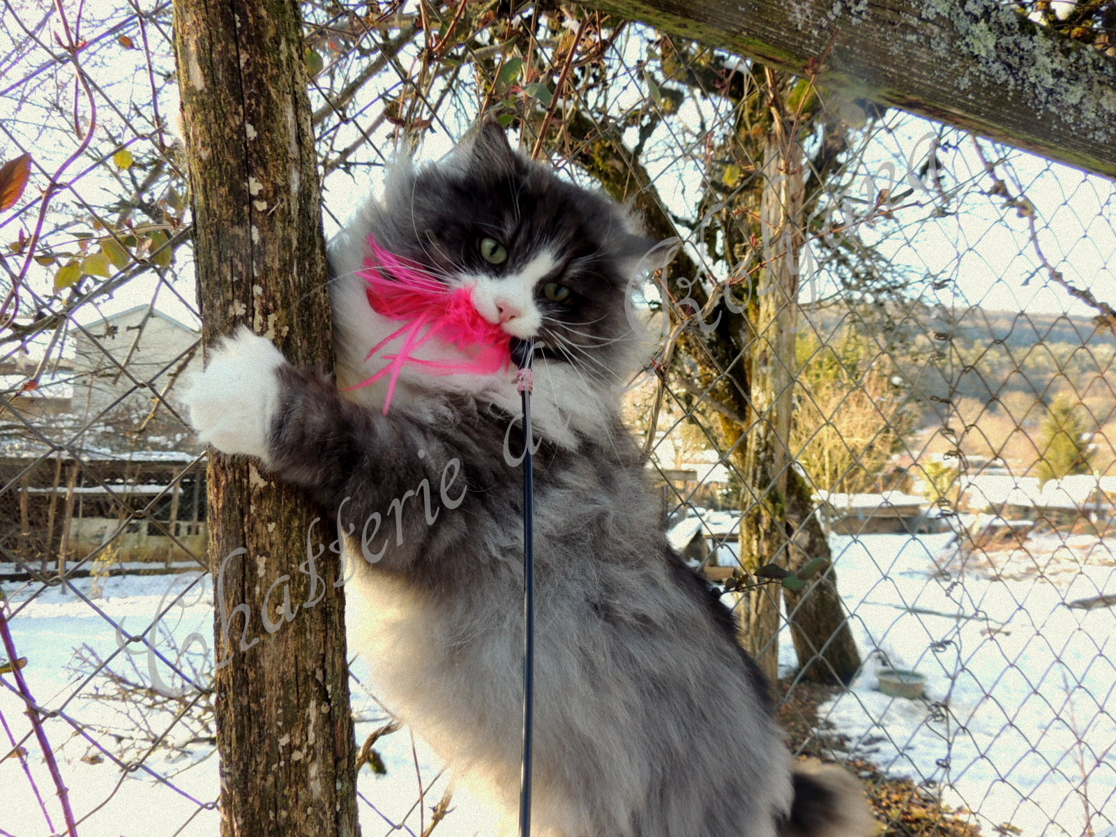 Chatterie Kolyana - chatons siberiens
