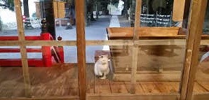 猫がお経を聞く様子
