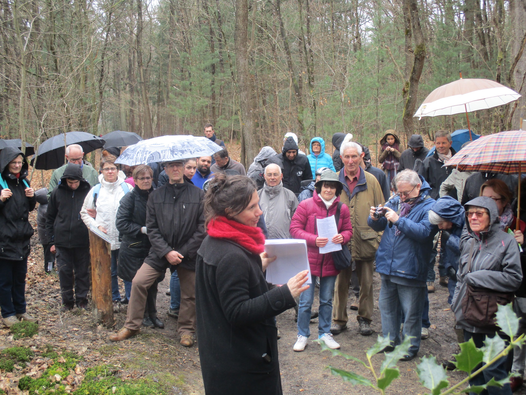 Histoire de naissance des salamandres et des libellules dans le bois.