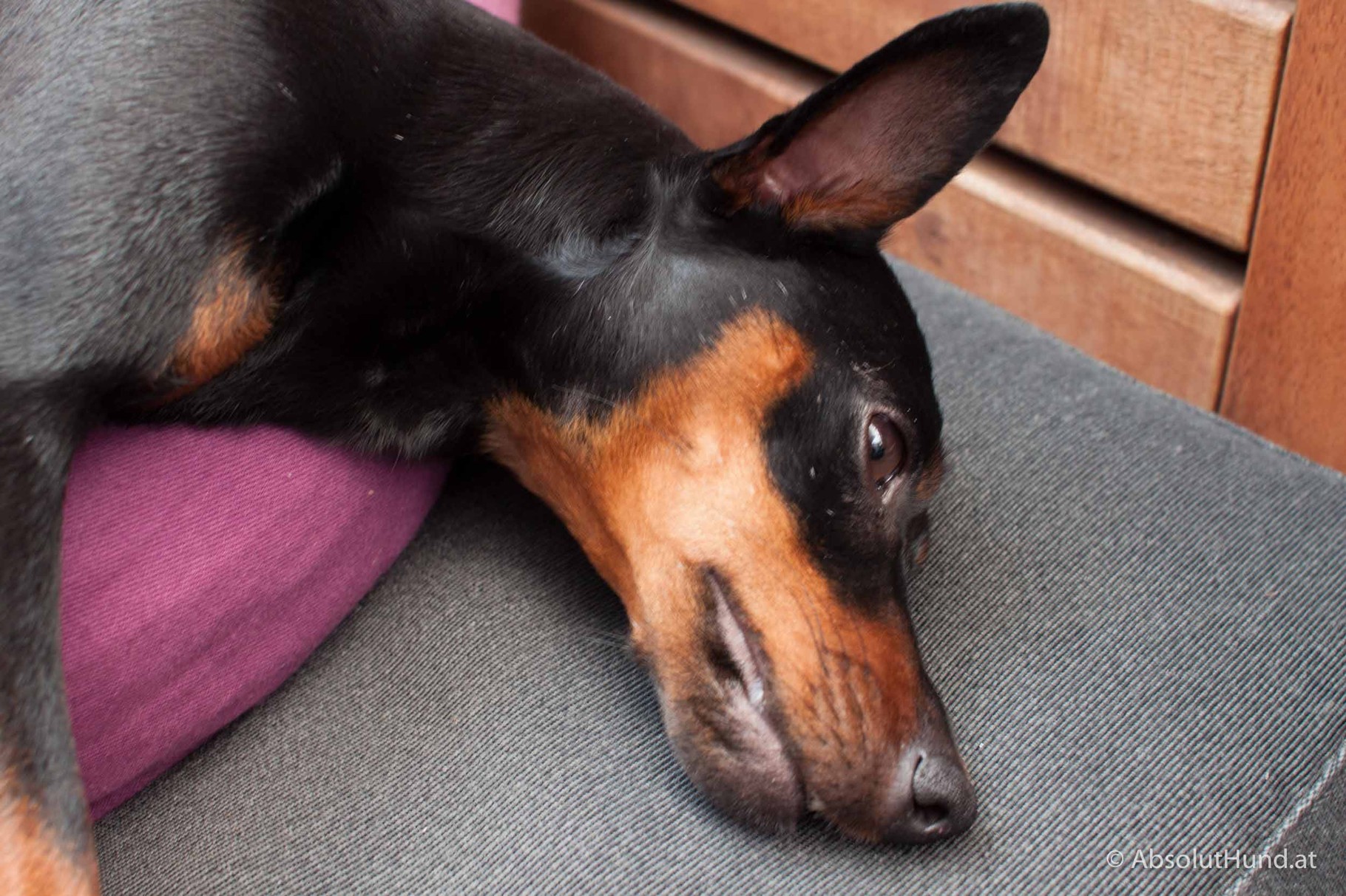 Mein Hund hat IBD AbsolutHund.at