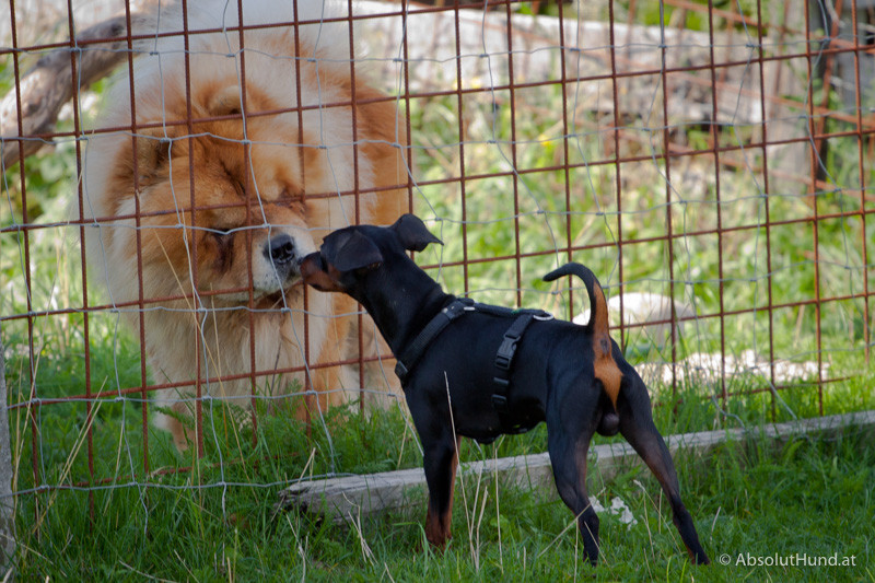 Zwergpinscher Pollux bei der Kontaktaufnahme mit einem Chow-Chow