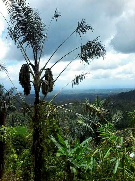 A sugar palm with fruits