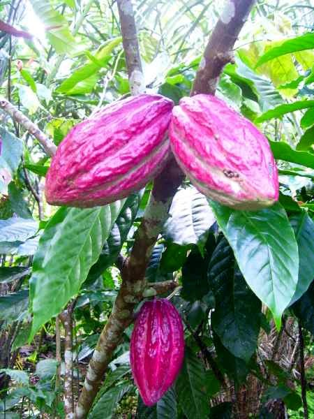 cacao fruits