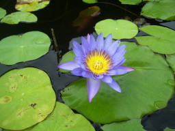 lotus-flower