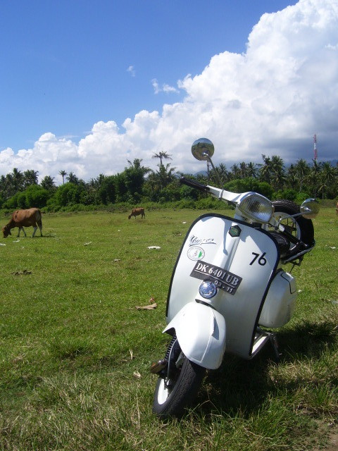 Vespa auf Kuhweide