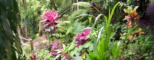 Blumen in einem Flusstal