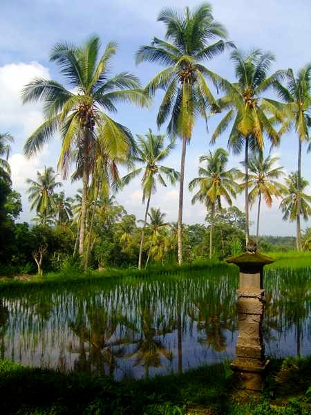 palms in ricefields