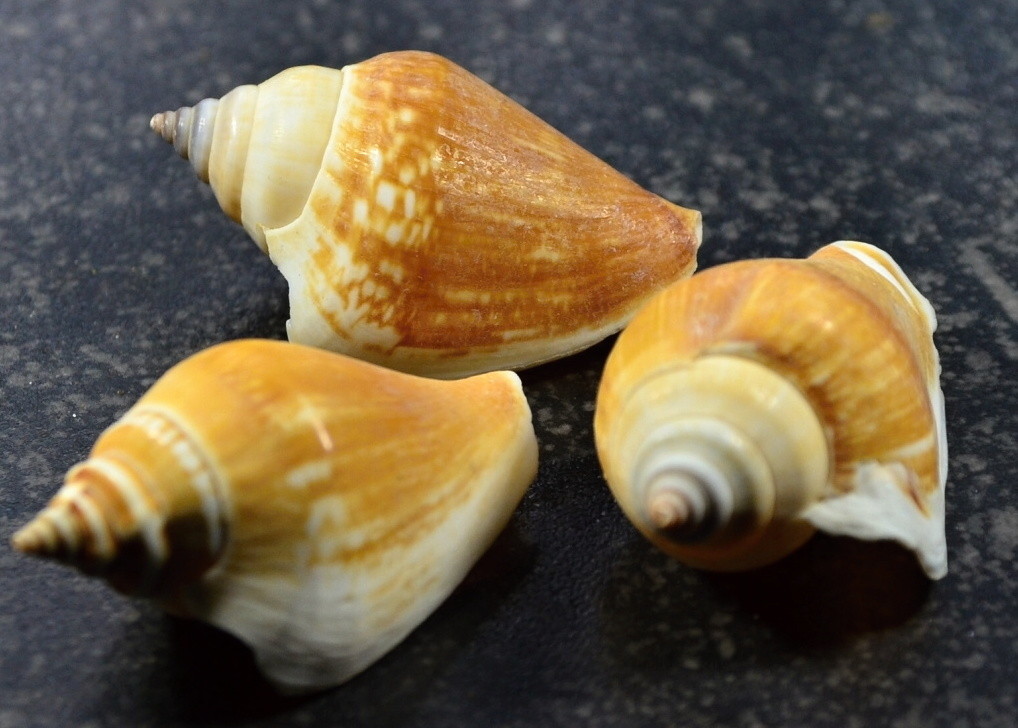 Deko Muscheln Deko Muscheln Kaufen Muschel Deko Schneckenhauser Deko Schneckenhaus Deko Atherische Ole Kaufen Aromaole Oder Duftole Bestellen Muscheln Deko Kaufen