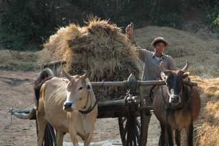 Farmer coming home from the fields