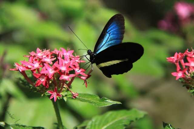 Butterfly (1)