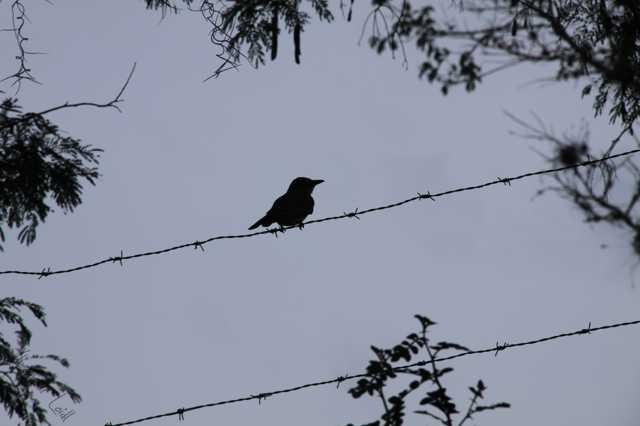 Sitting bird on a barbed wire (2)