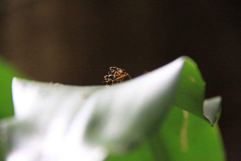 Two insects enjoying on a leaf