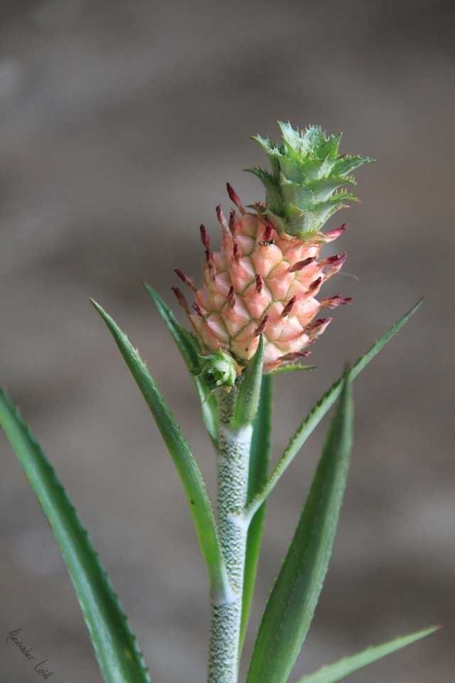 Mini Pinapple