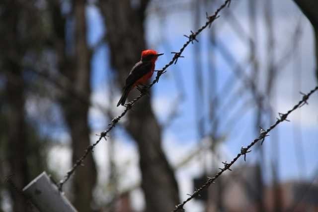 Sitting bird on a barbed wire (3)