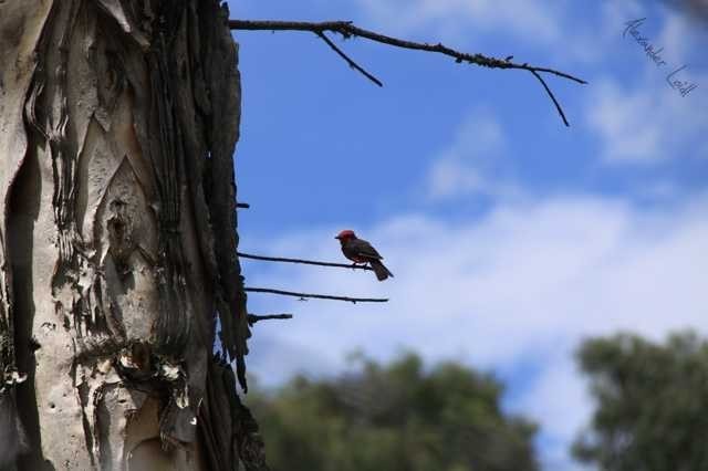 Sitting bird (1)