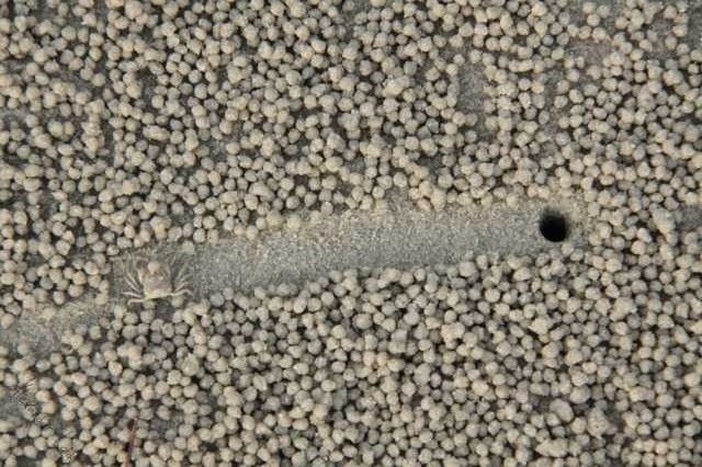 Micro sand crab building a street