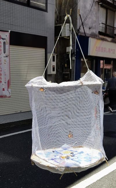 ツマグロヒョウモンの日光浴