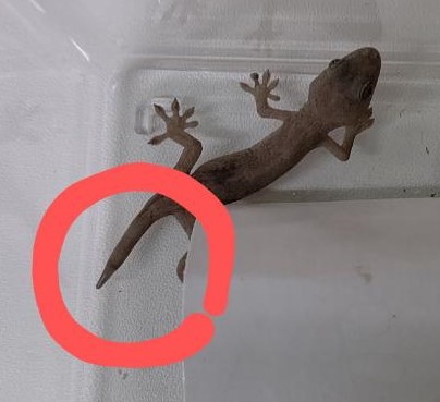 ニホンヤモリのしっぽ、有精卵