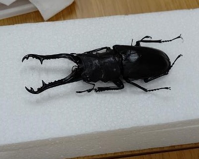 〔標本教室〕甲虫の展足は空間把握力