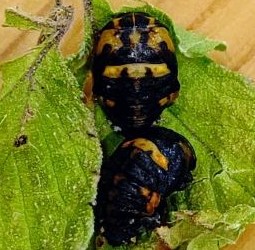 ナナホシテントウムシが羽化
