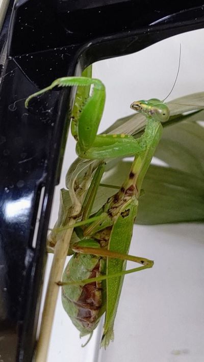 ハラビロカマキリとコカマキリ