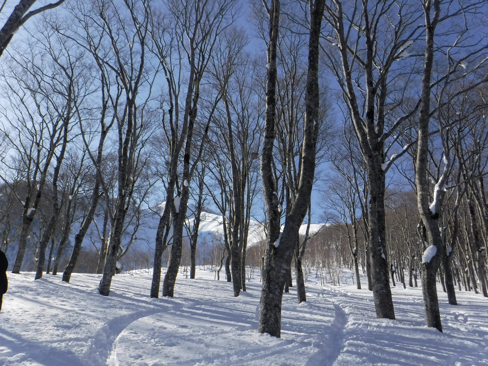 ブナ林に入ると、重い雪になってしまった。