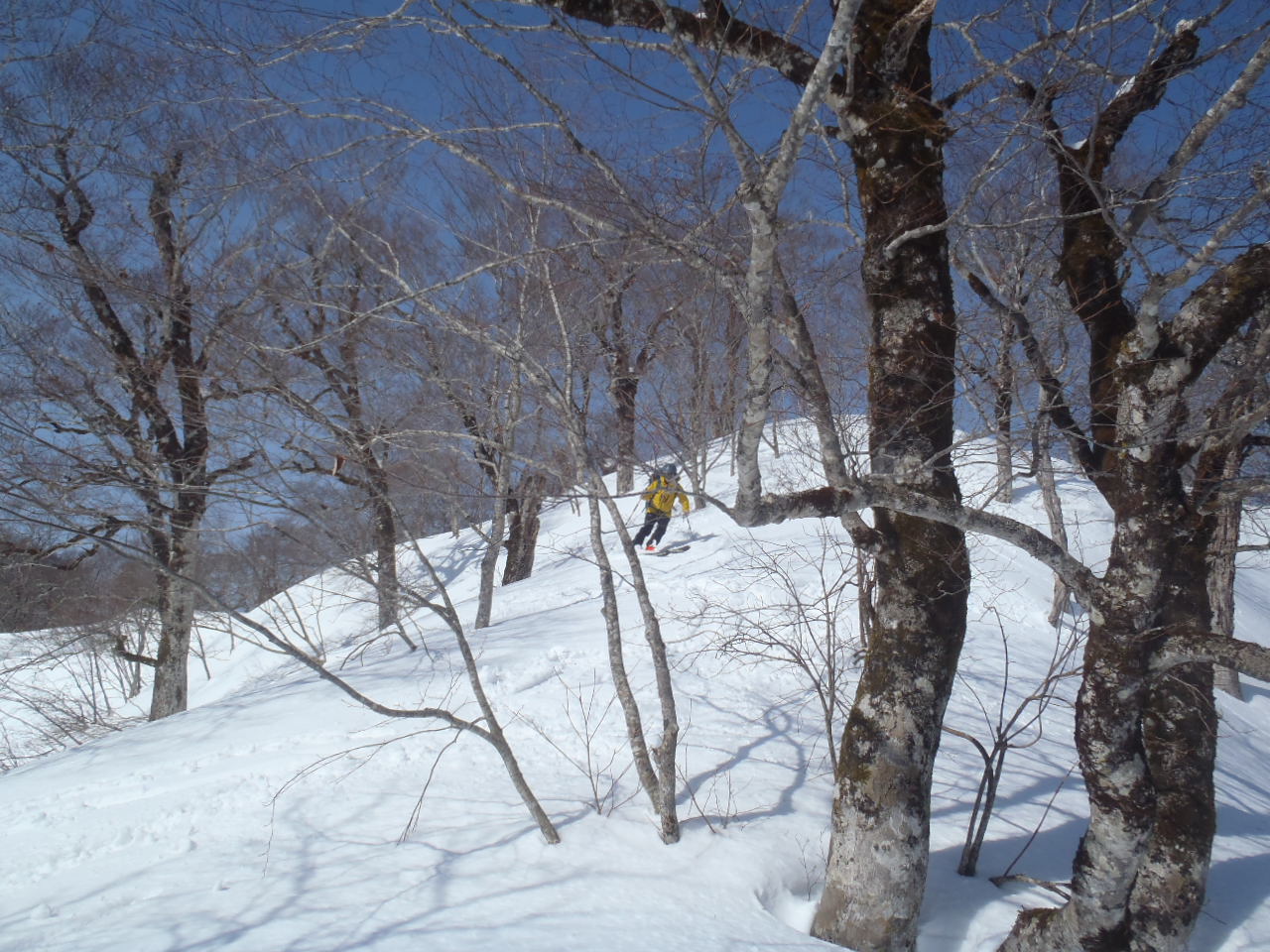 山毛欅沢山からの南南東尾根を滑る