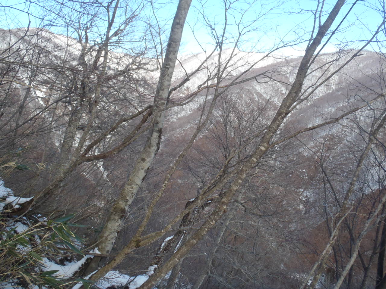 山毛欅沢山