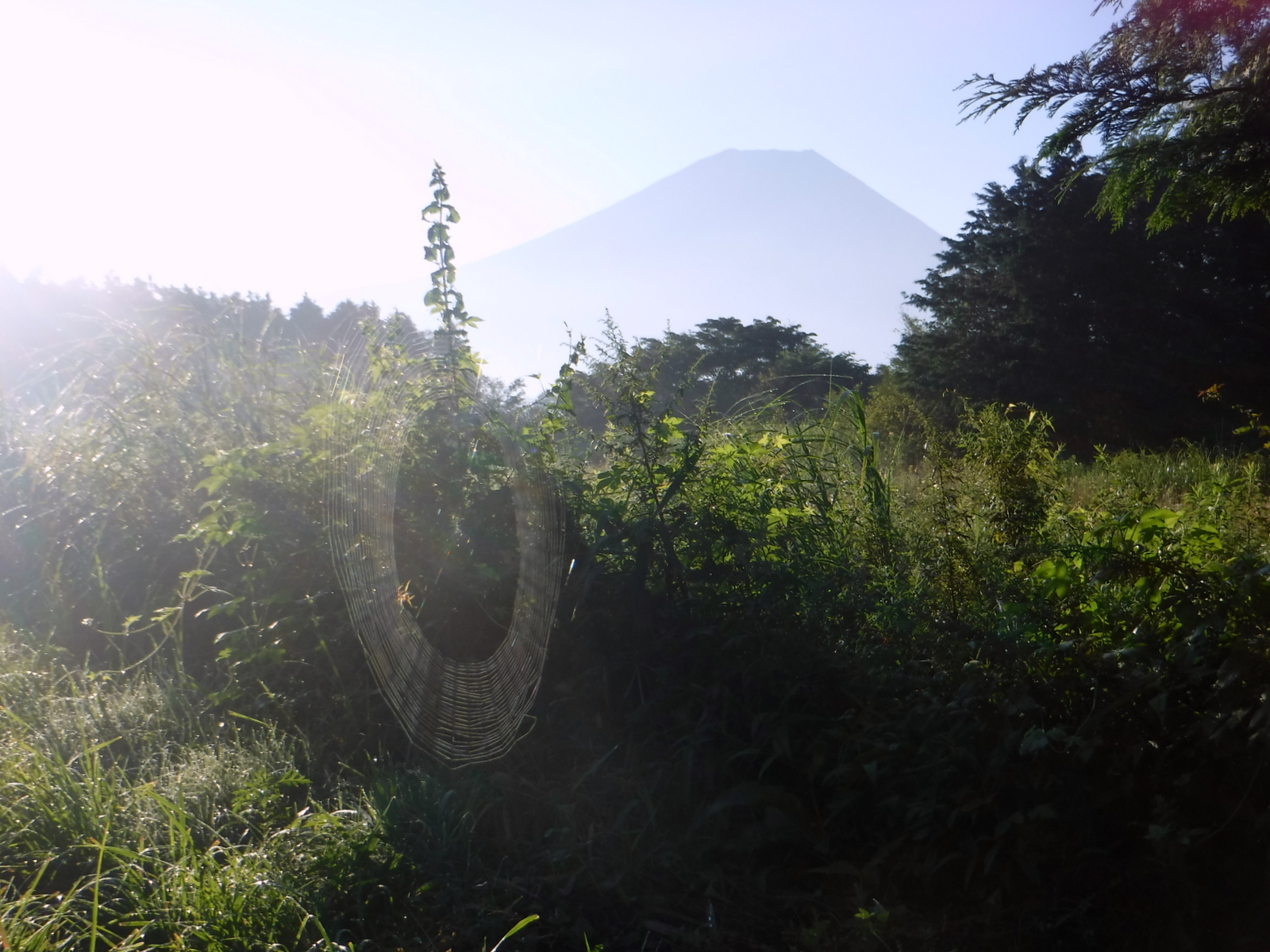 富士山とクモの巣