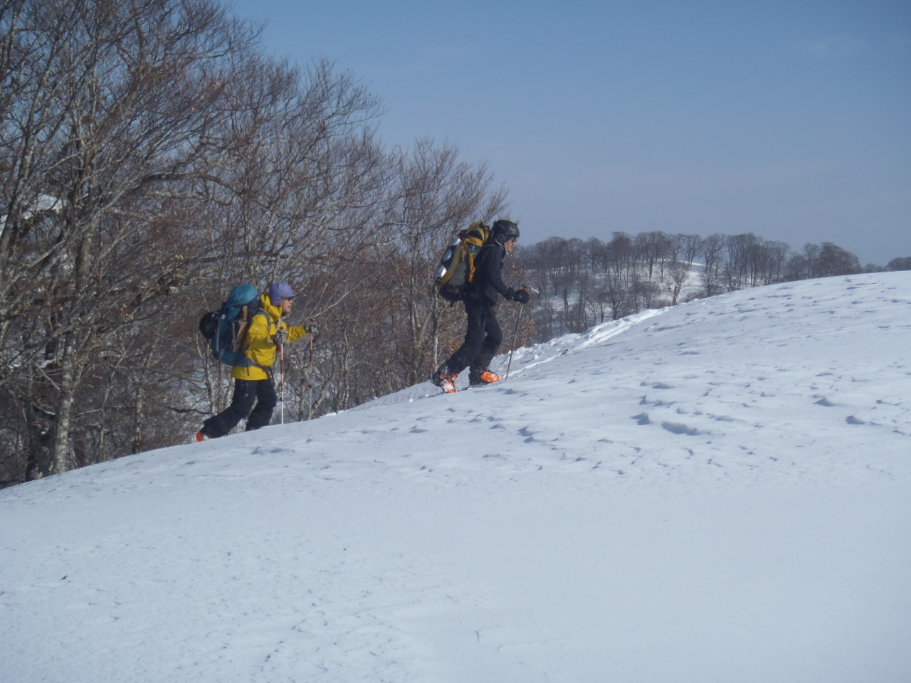 山毛欅沢山