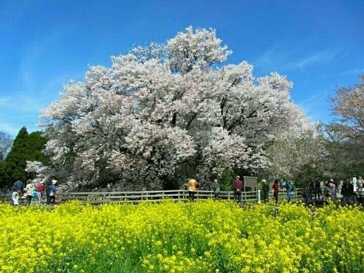 目指すは一本桜🌸 大切な人がまた来たくなる魅力ある施術と、やすらぎのSALONを追求します。