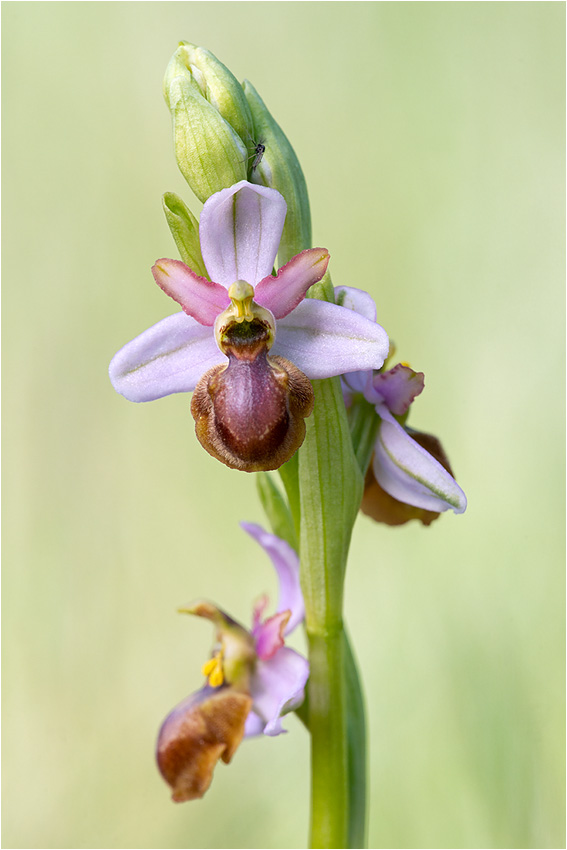 Hybride Ophrys aveyronensis x araneola Falterwelten