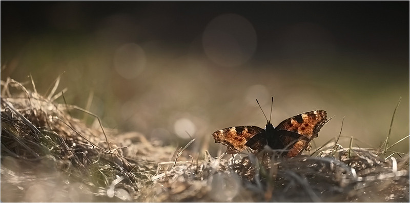Großer Fuchs (Nymphalis polychloros), Deutschland, Baden-Württemberg