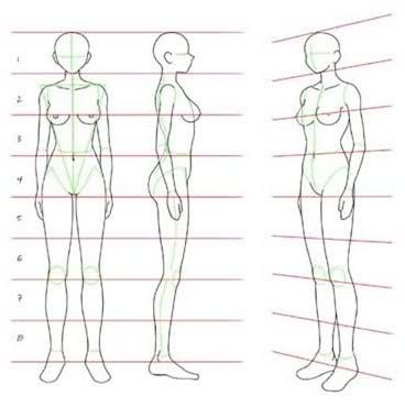 proporciones de la figura humana