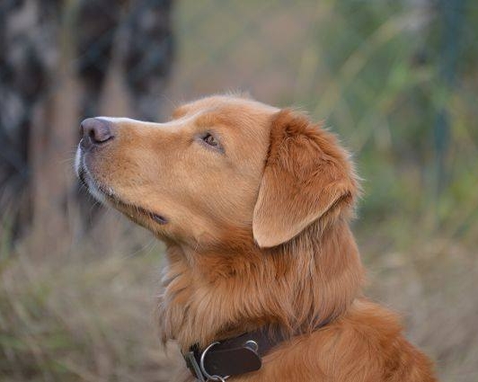 Hundehalter kennenlernen