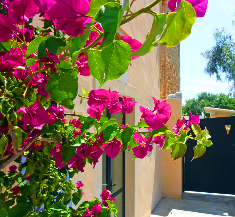 Tor zum Patio und Garten