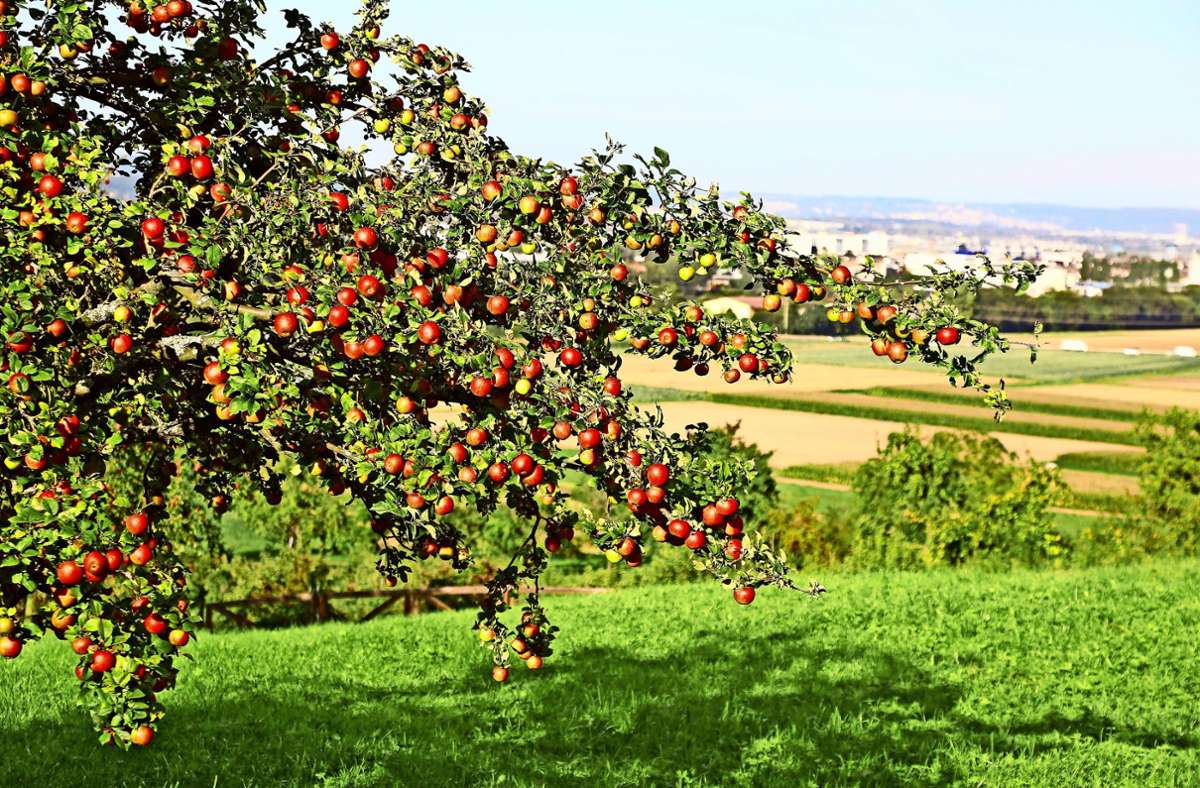 Streuobstwiesen sind UNESCO-Kulturerbe