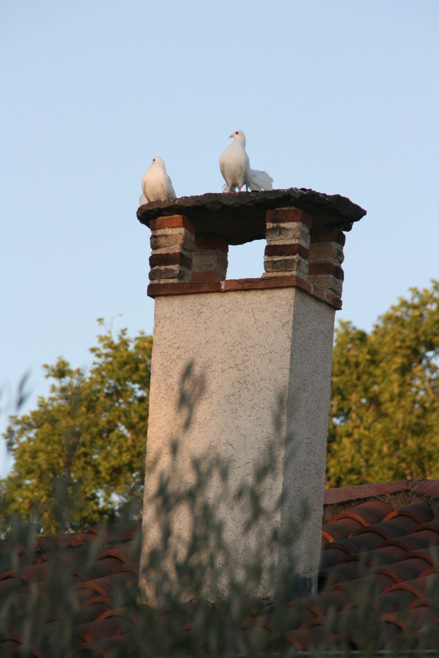 Les tourterelles de L'OTIUM